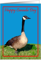 Canada Day Card with a Goose Standing in the Grass against a Blue Sky card