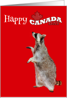 Canada Day, general, Raccoon on a red background, maple leaf card