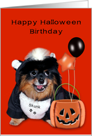 Birthday on Halloween, Pomeranian in skunk costume with balloons card