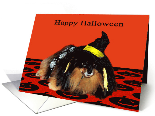 Halloween, general, Pomeranian in a cute witch costume on orange card