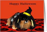 Halloween, general, Pomeranian in a cute witch costume on orange card
