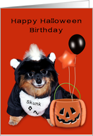 Birthday on Halloween, general, Pomeranian in skunk costume, balloons card
