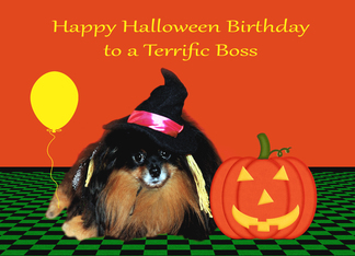 Birthday On Halloween to Boss, Pomeranian witch with jack-o-lantern