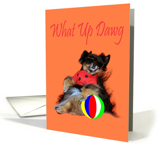 Blank All Occasion Note Card, Pomeranian in sunglasses... (836561)