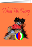 Blank All Occasion Note Card, Pomeranian in sunglasses with beach ball card