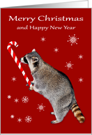 Christmas, general, Raccoon eating a big red and white candy cane card