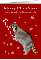 Christmas to Grandparents, Raccoon eating a big candy cane on red card