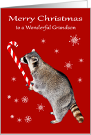 Christmas to Grandson with a Raccoon Eating a Big Candy Cane card