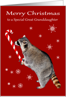 Christmas to Great Granddaughter, Raccoon eating a big candy cane card