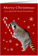 Christmas to Great Grandson, Raccoon eating a big candy cane, red card