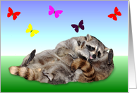 Blank Note Card, all occasion, adorable raccoons wrestling, gradient card