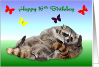 16th Birthday, adorable raccoons wrestling on a gradient background card