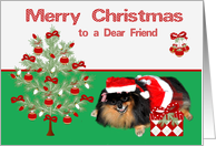 Christmas to Friend, Pomeranian as Mrs. Santa Claus, present, tree card