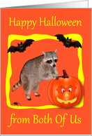 Halloween from Both Of Us, Raccoon with jack-o-lantern, bats, orange card