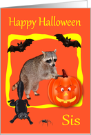 Halloween to Sister Raccoon with Jack o lantern and Bats on Orange card