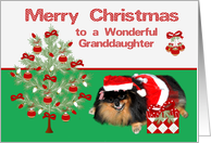 Christmas to Granddaughter, Pomeranian as Mrs. Santa Claus, present card
