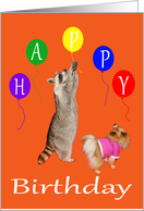Birthday, general, Raccoon reaching high for balloons with Pomeranian card