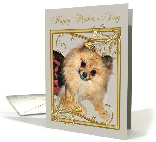 Mother's Day from Pet with a Beautiful Pomeranian in a Gold Frame card