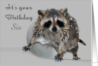 Custom Front Text Birthday, Cute, soapy Raccoon bathing in tub, gray card