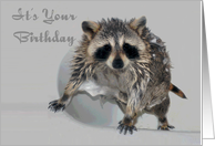 Birthday, general, an adorable Raccoon bathing all soaped up, gray card