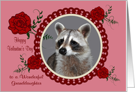 Valentine’s Day to Granddaughter, Raccoon in a heart frame with roses card