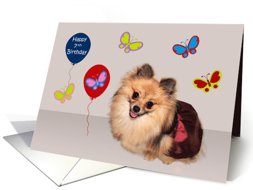 7th Birthday, adorable Pomeranian surrounded by cute butterflies card