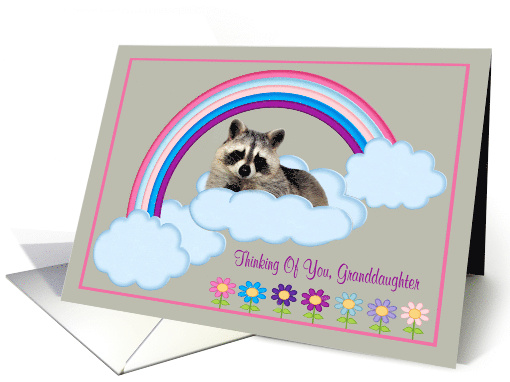Thinking Of You Granddaughter with a Raccoon on a Rainbow... (900083)