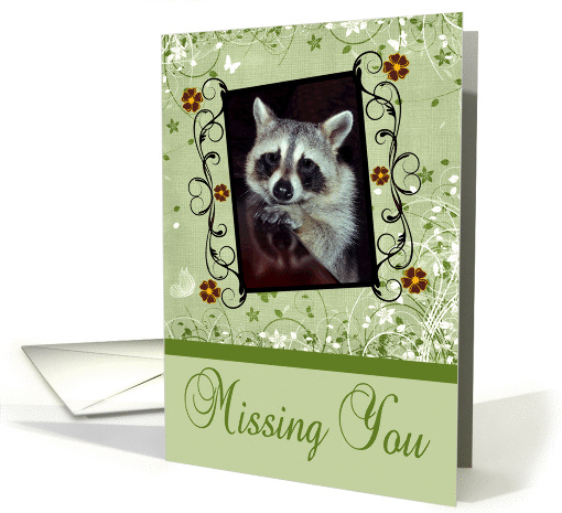 Missing You, general, Sad raccoon with reflection on... (908528)