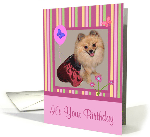 Birthday with an Adorable Pomeranian Smiling Wearing a... (908848)