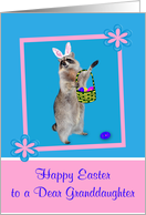 Easter to Granddaughter, Raccoon with bunny ears, pink flower frame card