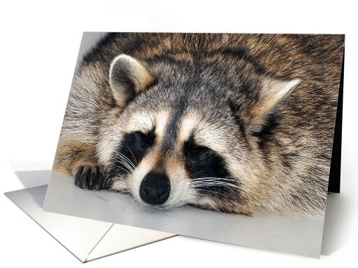 Any Occasion Blank Note Card, general, Raccoon sleeping on gray card