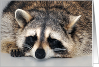 Any Occasion Blank Note Card, general, Raccoon sleeping on gray card