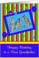 Birthday to Grandfather, adorable raccoons in a cute blue frame card