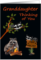 Thinking Of You Granddaughter At Summer Camp with Raccoons card