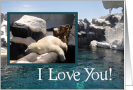 Love, Romance, general, polar bear relaxing on a log with water scene card