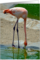 Earth Day with a Beautiful Flamingo Drinking Water with its Reflection card