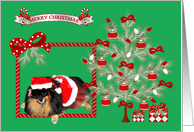 Christmas, general, Pomeranian wearing Mrs. Santa Claus Suit card