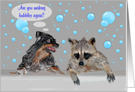 National Bubble Bath Day, Pomeranian and Raccoon with bubbles card