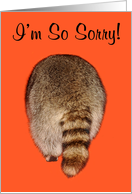 I’m Sorry, apology, humor, general, Raccoon’s Butt on orange card