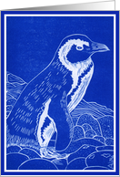 African Penguin Card