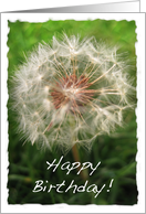 Happy Birthday Dandelion Card