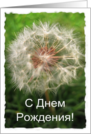 Russian Birthday Dandelion Card