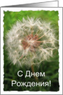 Russian Birthday Dandelion Card