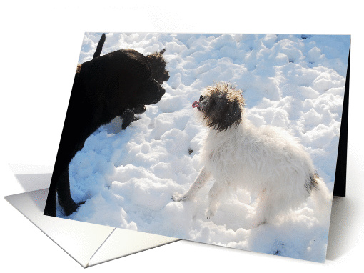 Don't Be Discouraged, Dogs Playing in The Snow card (745496)