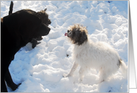 Don’t Be Discouraged, Dogs Playing in The Snow card