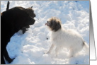 Don’t Be Discouraged, Dogs Playing in The Snow card