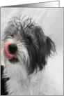Birthday Cake for me? Terrier Mix Dog Licking Lips card