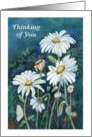 Thinking of You, Daisy card