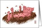 Hot pig, cool mud - Piggy rolling in mud card
