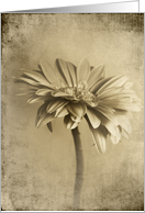 Solitary card